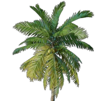 Coconut Palm Seedling