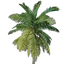 Coconut Palm Seedling