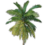 Coconut Palm Seedling