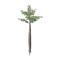 Nomad Highlands Broad Tree Seedling