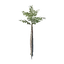 Nomad Highlands Broad Tree Seedling