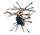 Skugg