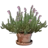 Heather Flower Pot