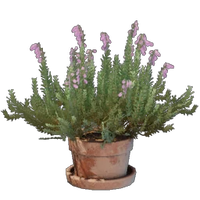 Heather Flower Pot