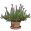 Heather Flower Pot