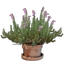 Heather Flower Pot