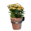Small Yellow Wall Flower Pot