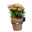 Small Yellow Wall Flower Pot