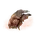 Elden-ring aeonian-butterfly.webp