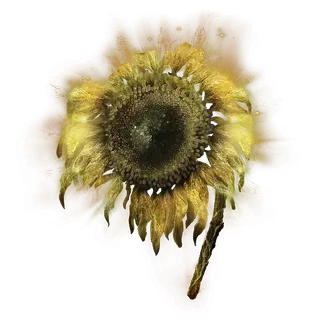 Golden Sunflower