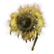 Elden-ring golden-sunflower.webp