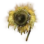 Elden-ring golden-sunflower.webp