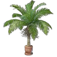 Coconut Plant Pot