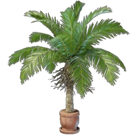 Coconut Plant Pot