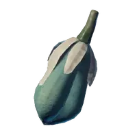 Yucca Fruit