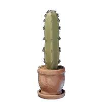 Medium Cactus Plant Pot