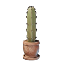 Medium Cactus Plant Pot