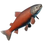 Crimsonback