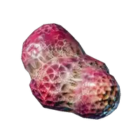 Spider Gland