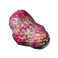 Spider Gland