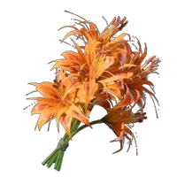 Daylily