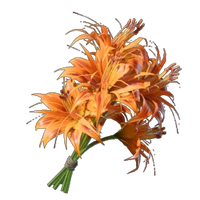 Daylily