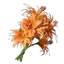 Daylily