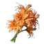 Daylily