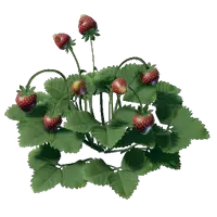 Strawberry Seedling