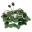 Strawberry Seedling