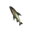 Dragon's Dogma 2 Aged Tideswimmer.webp
