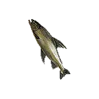 Aged Tideswimmer