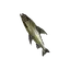 Aged Tideswimmer