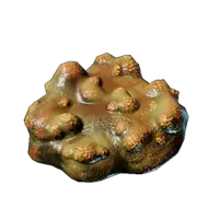 Shroud Mushroom