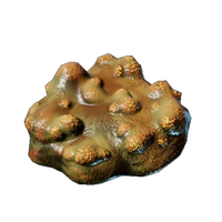 Shroud Mushroom