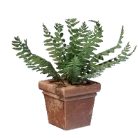 Square Fern Pot