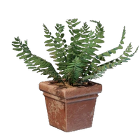 Square Fern Pot