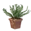 Square Fern Pot