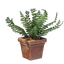 Square Fern Pot