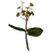 Gold Kanet