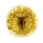 Elden-ring marikas-rune.webp