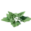 Grapple Plant Seedling