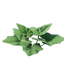 Grapple Plant Seedling
