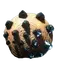 Spearfisher's Shield