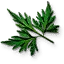 Fool's Parsley Leaves