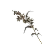 Dragon's Dogma 2 Dried Flower.webp