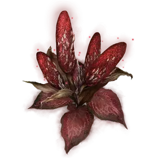 Dragon's Calorbloom
