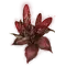 Elden-ring dragons-calorbloom.webp