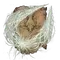 Elden-ring pest-thread-spears.webp