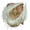 Elden-ring pest-thread-spears.webp